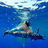 products/12027288_10101601165323846_8544788525023509455_o_1_1024x1024_a603183f-0d4f-4f3a-8a52-f5ba2d05769b.jpg