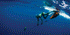 products/F-1010-doggie.gif